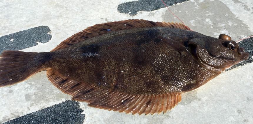Northern rock sole lying flat on a boat deck. Dark brown coloration with blackish spots.