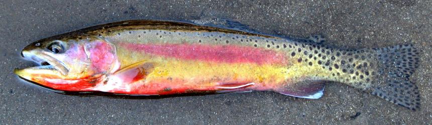 Golden trout  Washington Department of Fish & Wildlife