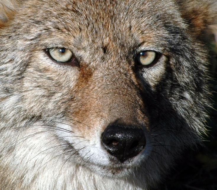 Closeup photo of a coyote looking directly into the camera