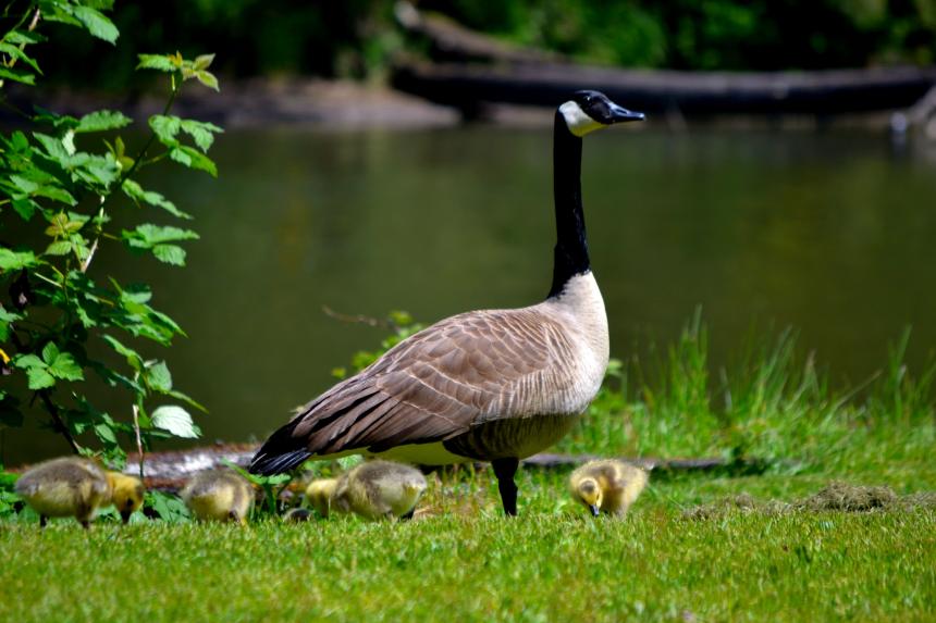 Canada goose standing on the grass near a lake with several chicks around her feet