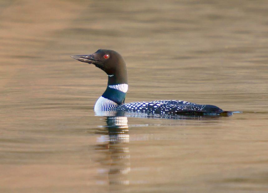 Loon with multi-colored plumage, brown head, and bright red eyes floating in a pond