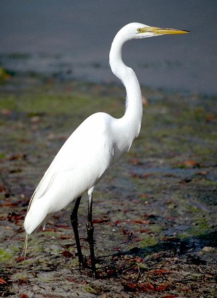 Large white egret with yellow beak standing in a marsh