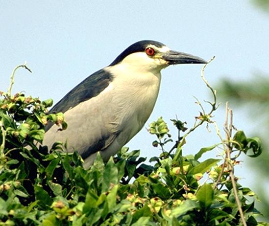 CLoseup photo of a Black-crowned night-heron perched in a bush with gray and white plumage and orange-red eyes