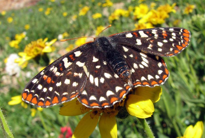 Large brown butterfly with orange and white spots sitting on a yellow flower