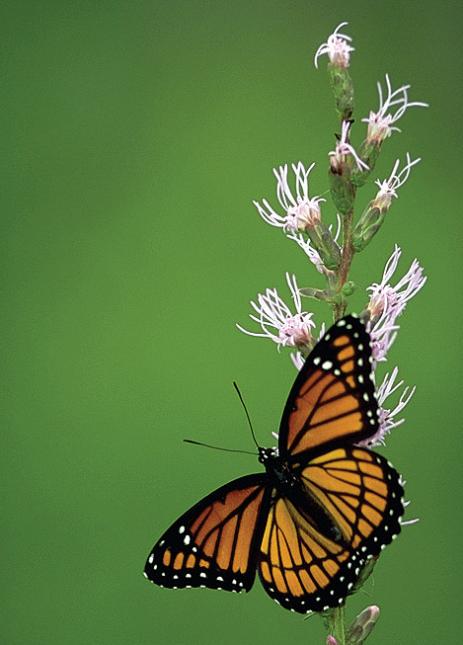 Large orange butterfly with black stripes and white spots sitting on a flower