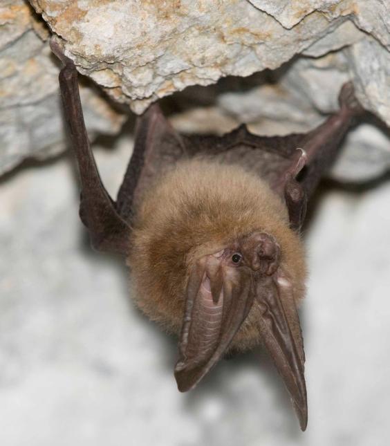 Small brown bat with very large ears hanging upside down from a cave ceiling