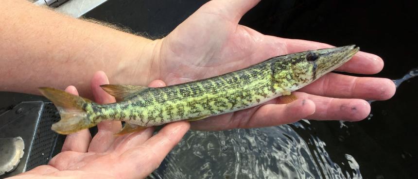 Grass pickerel being held in the palms of a researcher's hands over a sink of water containing other grass pickerels