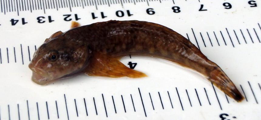 Small brown and orange fish with large pectoral fins on top of a ruler. The fish measures approximately 9 mm in length. 