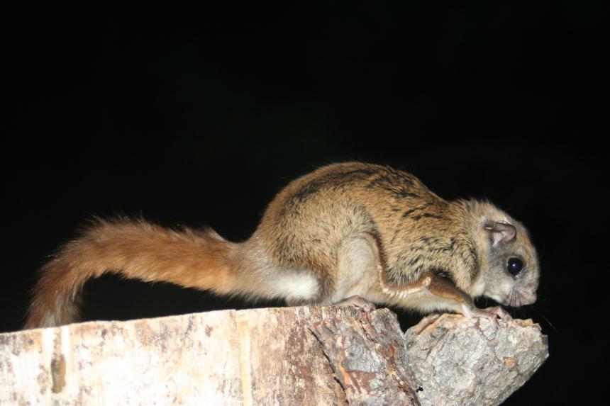 Northern flying squirrel with long tail perched on a stump at night