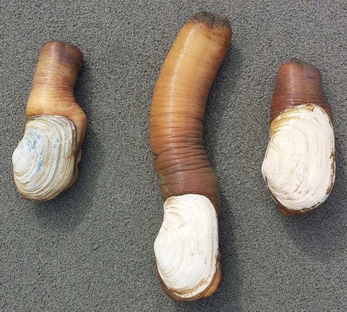 Three geoducks on a table with their siphons extended at different lengths