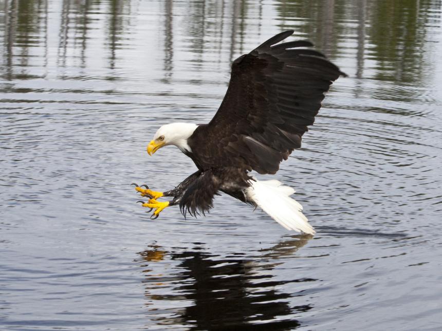 Eagle diving to catch fish at the surface of lake water