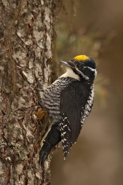 Small black woodpecker with white spots and bright yellow head plumage perched on a tree trunk
