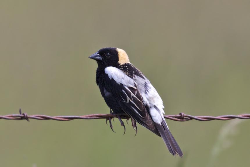 Small black and white bird with yellow head plumage perched on barbed wire