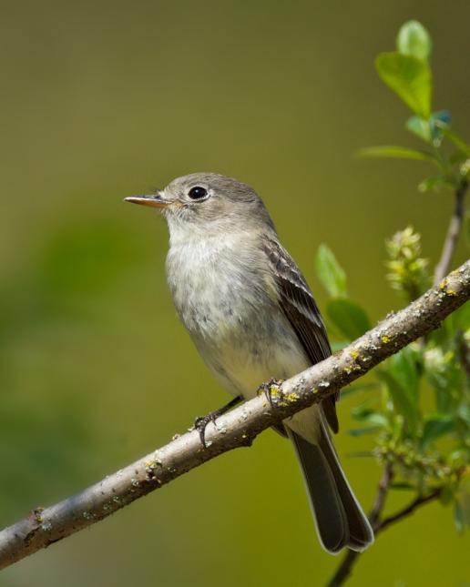 Closeup photo of a gray flycatcher perched on a small branch