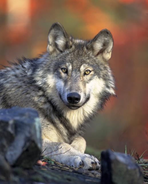Closeup photo of a gray wolf crouched on the ground looking straight into the camera with golden eyes