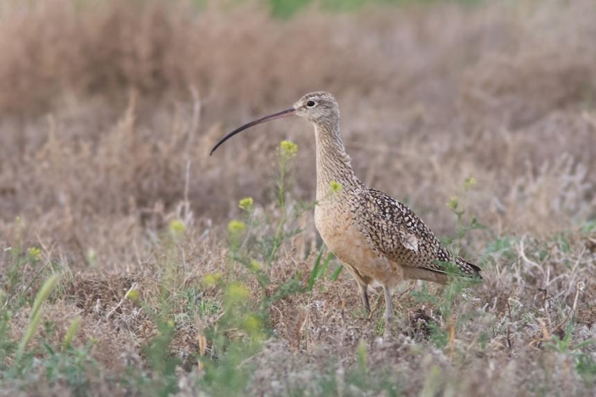 Brown and tan spotted bird with extremely long, thin curved beak standing in a field