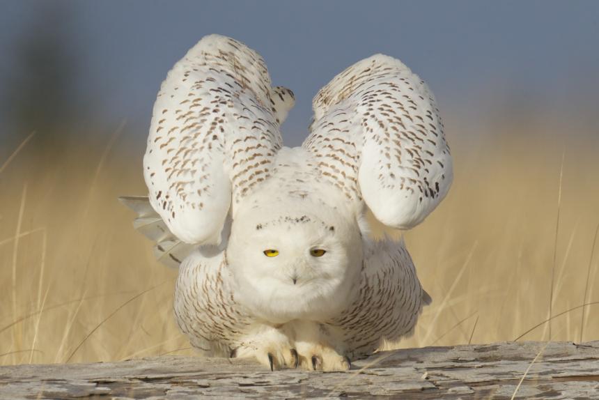 Photo of a snowy owl sitting on the sand with its wings raised half way in the air staring directly at the camera - a rather humorous position