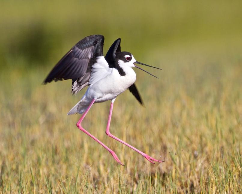 Photo of a small black and white bird landing in the grass with incredibly long skinny pink legs