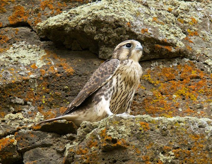 Small brown and tan prairie falcon perched on a rocky cliff face 