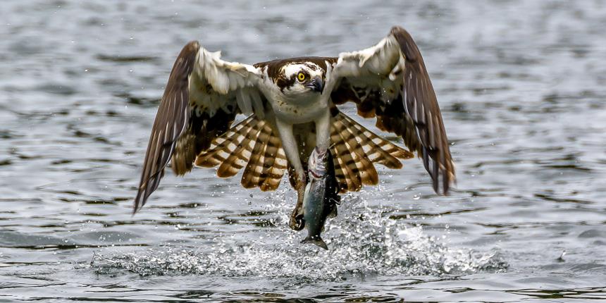 Osprey with wings outstretched inches off of the water with a fish clutched in its talons