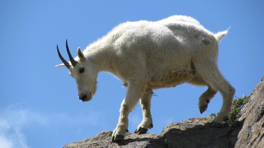 Mountain goat walking nimbly on the rocks