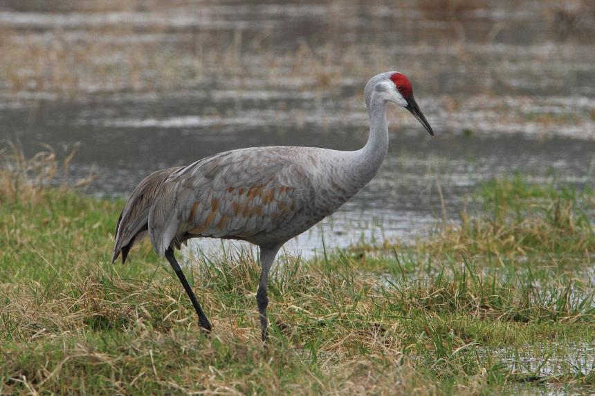 Living in Sandhill Crane Country