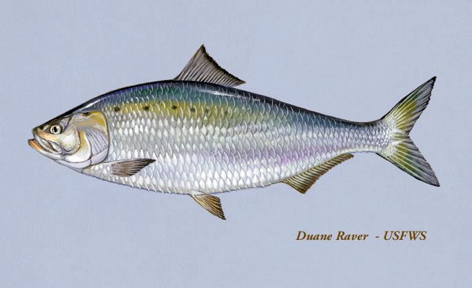American shad deals
