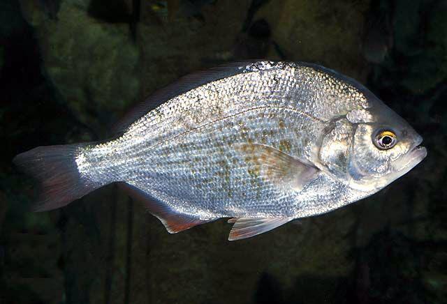 Underwater photo of a redtail surfperch - wide oval shaped silver fish with reddish tail and fin highlights