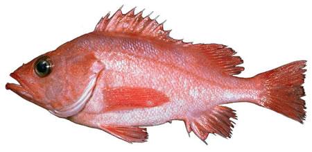 Aurora Rockfish