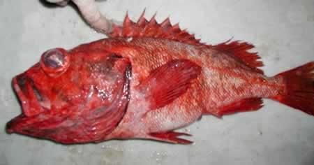 Blackgill Rockfish