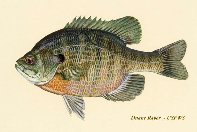 Bluegill fish cheap