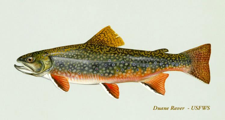 Brook trout outlet