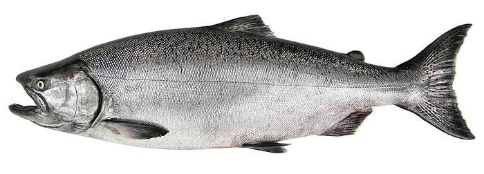 Chinook salmon  Washington Department of Fish & Wildlife