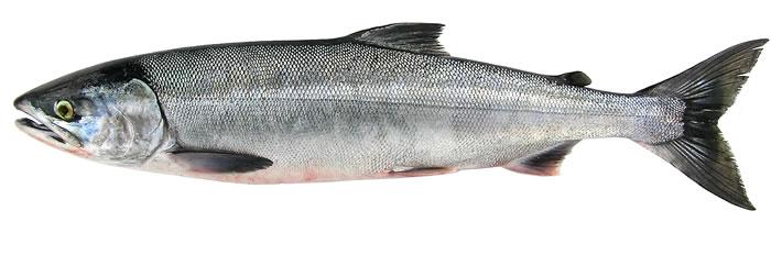 Chum salmon  Washington Department of Fish & Wildlife