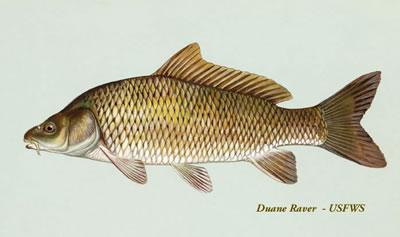 Common carp Washington Department of Fish Wildlife