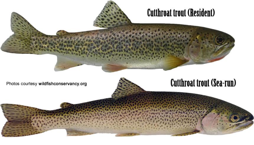Coastal cutthroat trout (resident)