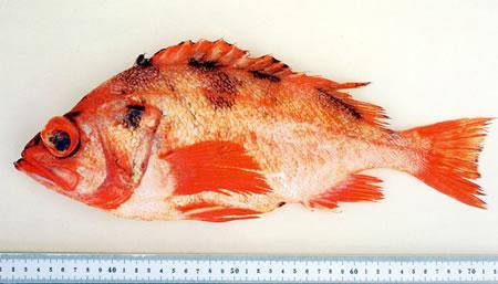 Darkblotched rockfish