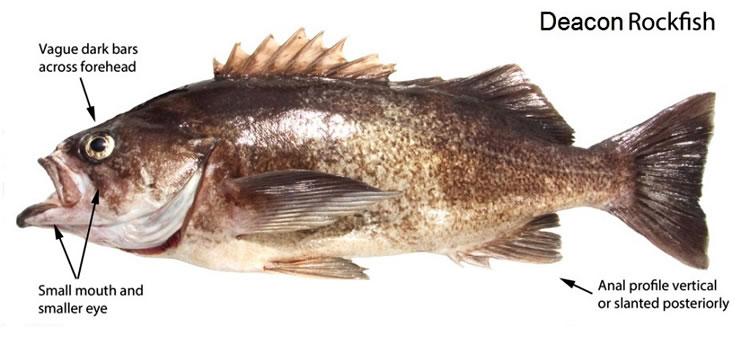 Deacon rockfish