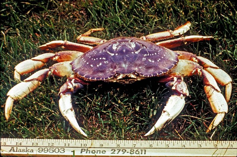 Dungeness crab  Washington Department of Fish & Wildlife