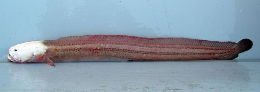 Photo of a dwarf wrymouth on a table. It has a long reddish body and a white head.