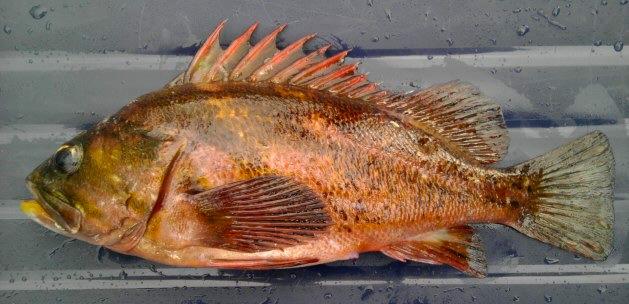 Hybrid copper-brown rockfish