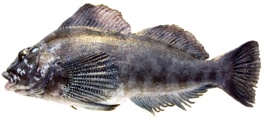 Male kelp greenling with dark coloration and white spots