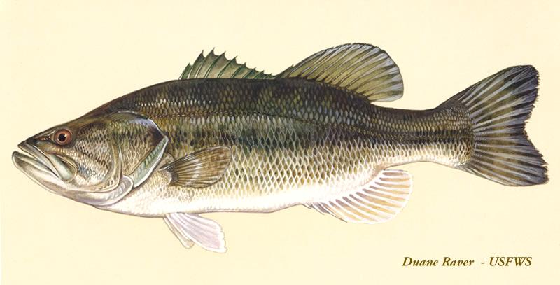 How to Raise Pet Largemouth Bass 