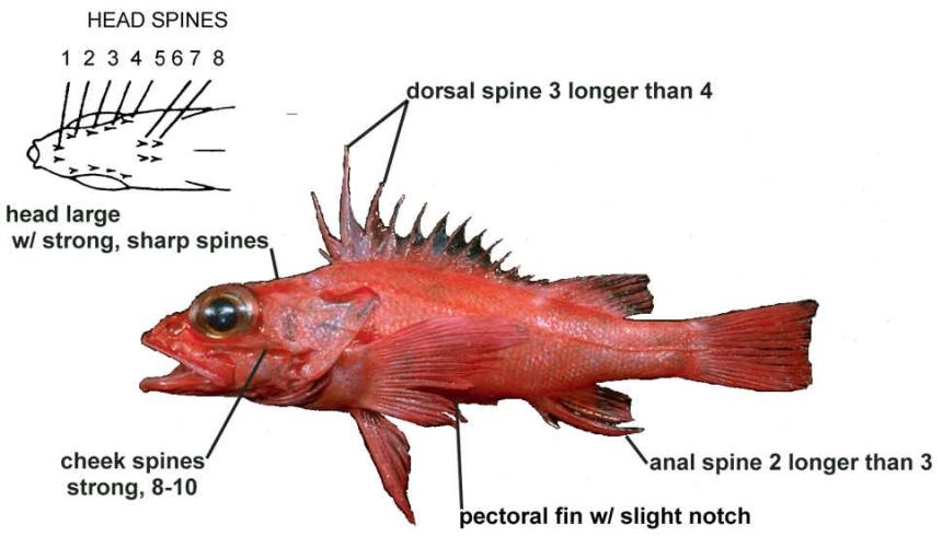 Longspine rockfish