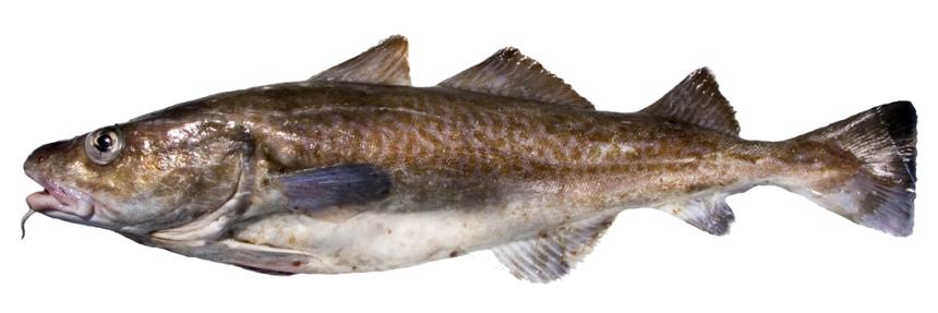 Pacific cod Washington Department of Fish Wildlife