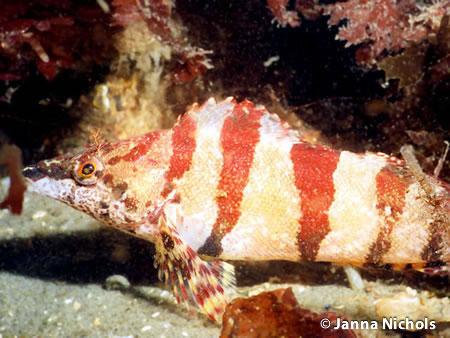 Underwater photo of a light colored painted greenling with bright red stripes