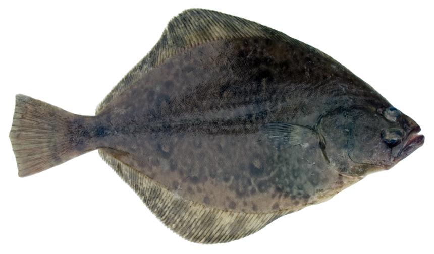 Dark colored petrale sole with brown mottled pattern of dark spots