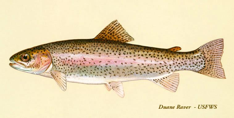 Rainbow trout  Washington Department of Fish & Wildlife