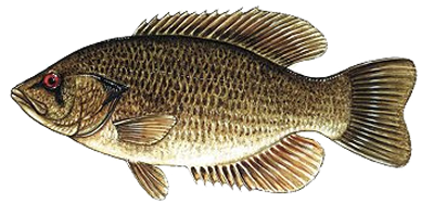 Rock bass  Washington Department of Fish & Wildlife