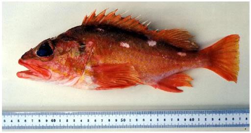 Rosenthorn rockfish